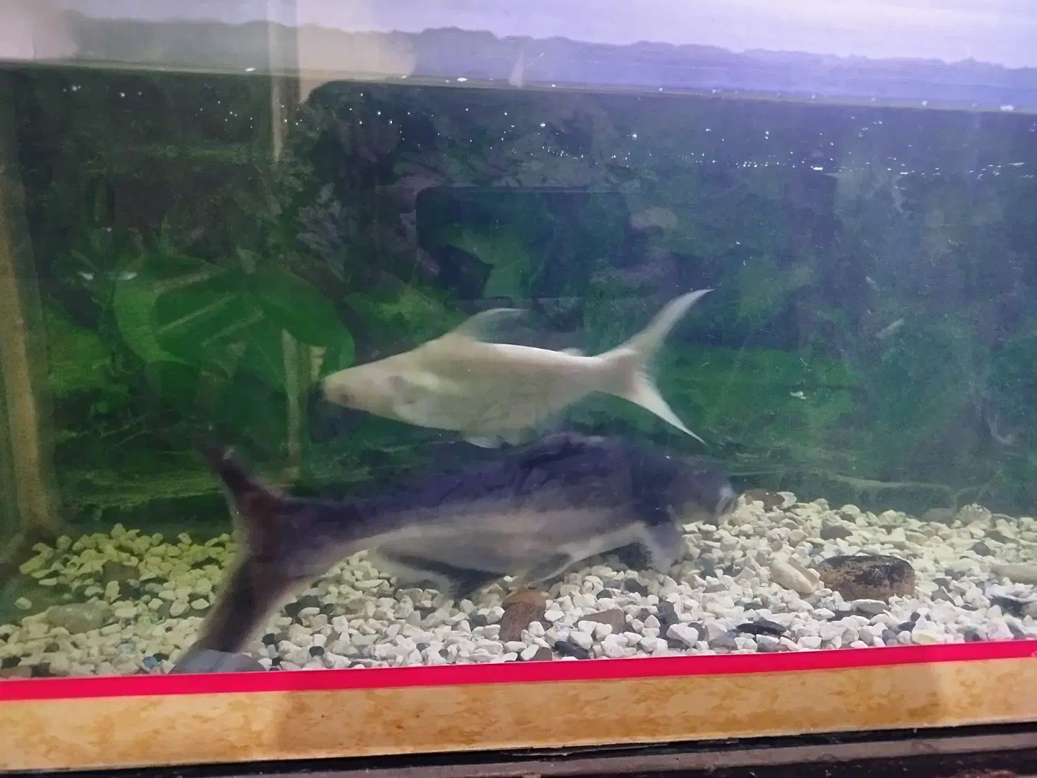 ماهی پنگوسی|ماهی|زابل, |دیوار