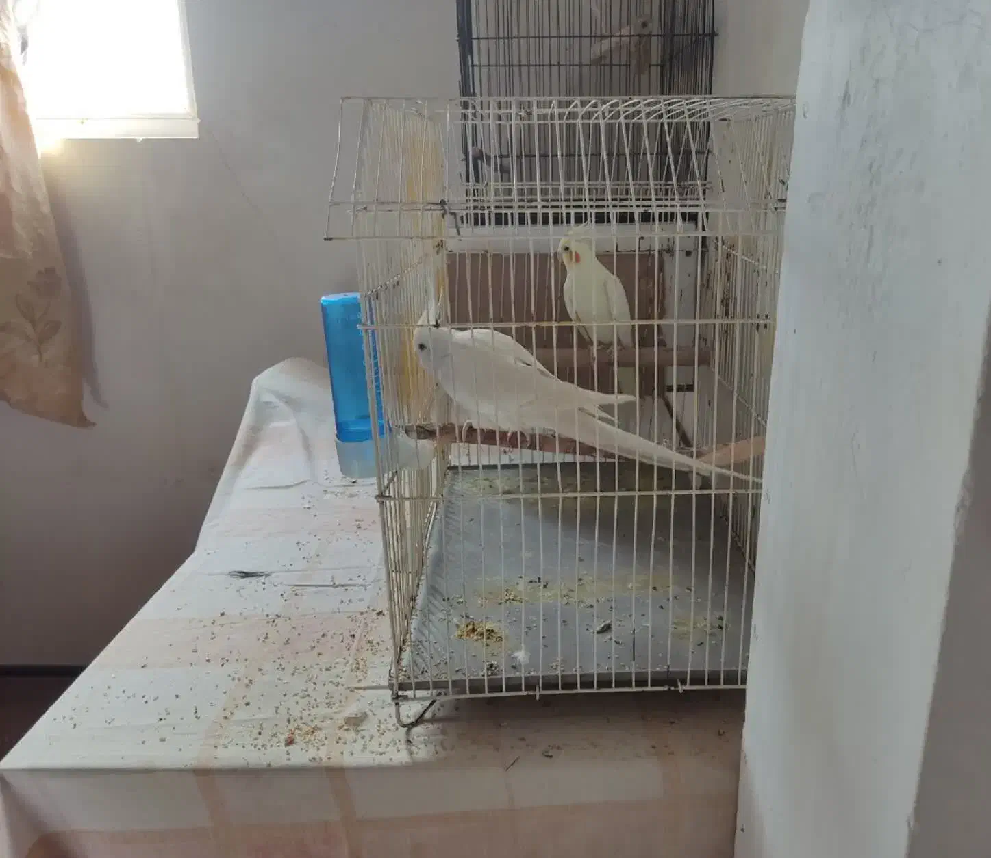 جفت عروس هلندی|پرنده|بندر ماهشهر, |دیوار