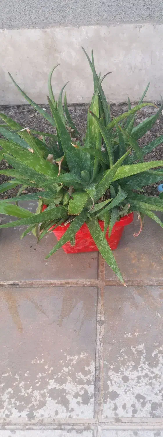 گلهای سالم سر حال|گل و گیاه طبیعی|هشتگرد, فاز ۳ مهستان|دیوار