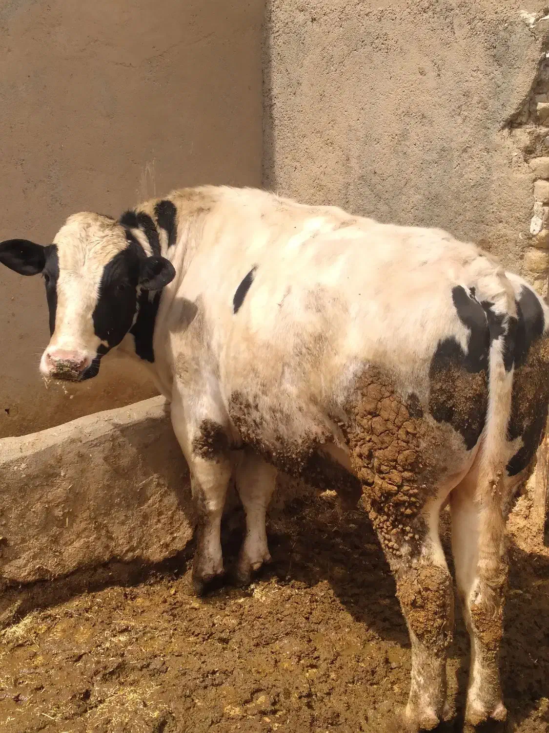 یک راس گوساله نر گوشتی چاق سرک دار|حیوانات مزرعه|رزن, |دیوار