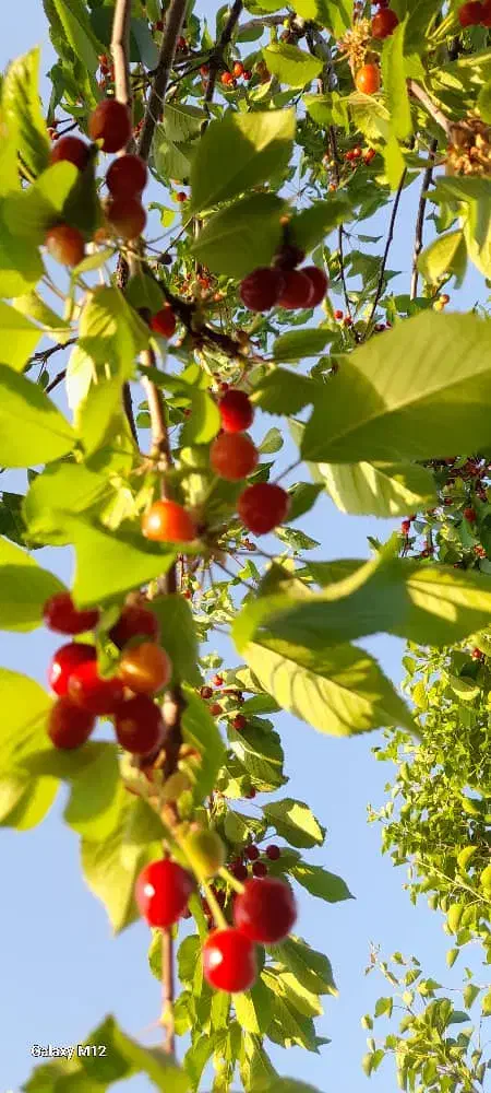 باغ زمین با الاچیق|فروش زمین و ملک کلنگی|فارسان, |دیوار