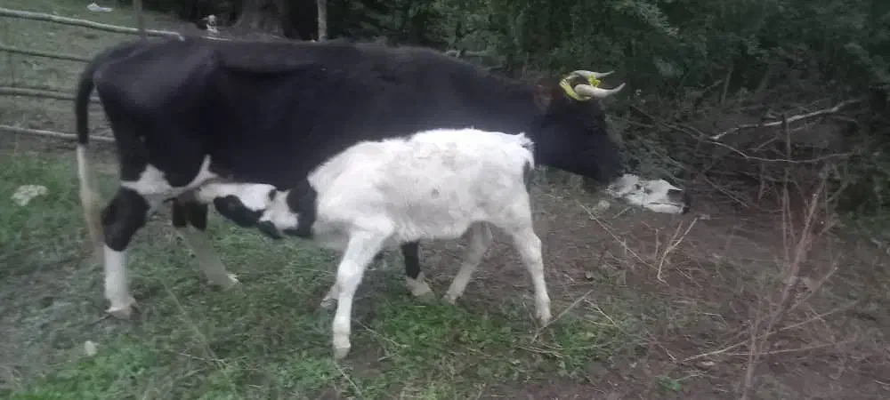 گاو و گوساله|حیوانات مزرعه|فاضل آباد, |دیوار