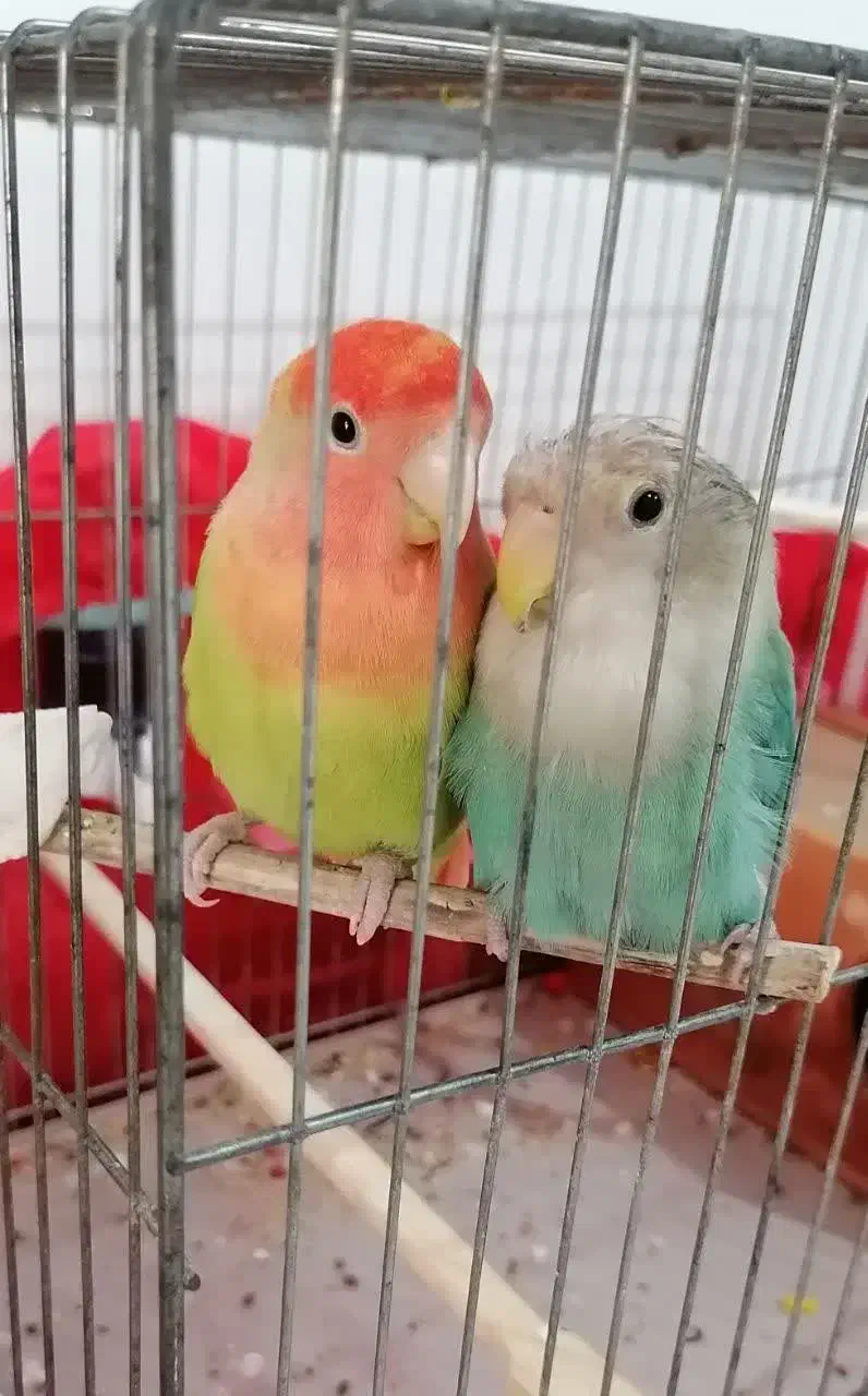 یک جفت طوطی شیطون و بازی گوش ۶ماهه با قفس|پرنده|اندیشه, اندیشه فاز ۱|دیوار