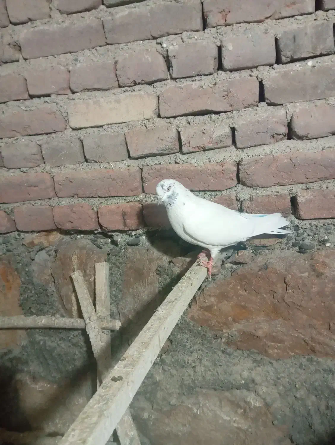 کبوتر پرشی|پرنده|محمدیار, |دیوار