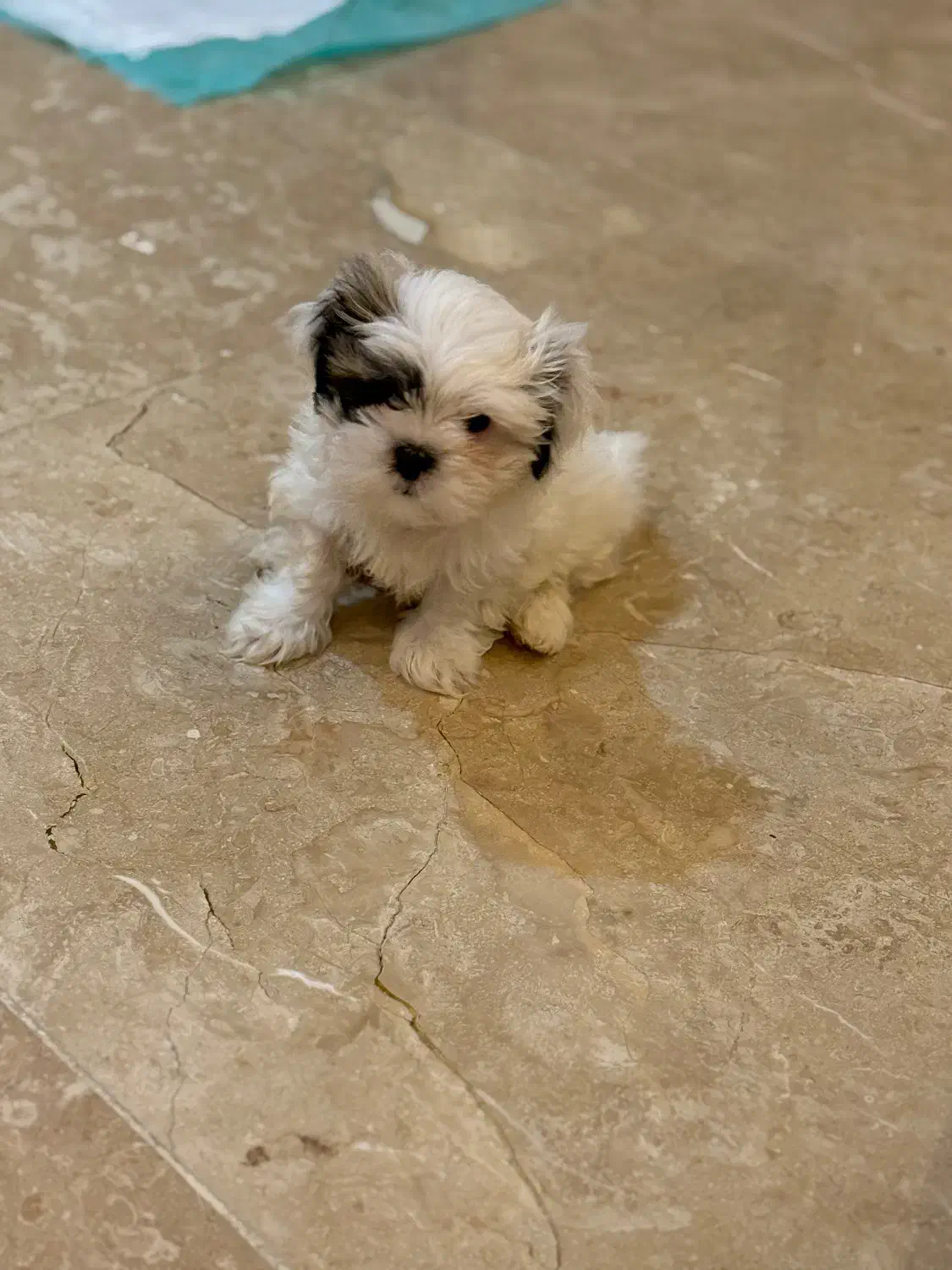 سگ شیتزو|سگ|تهران, شهرآرا|دیوار