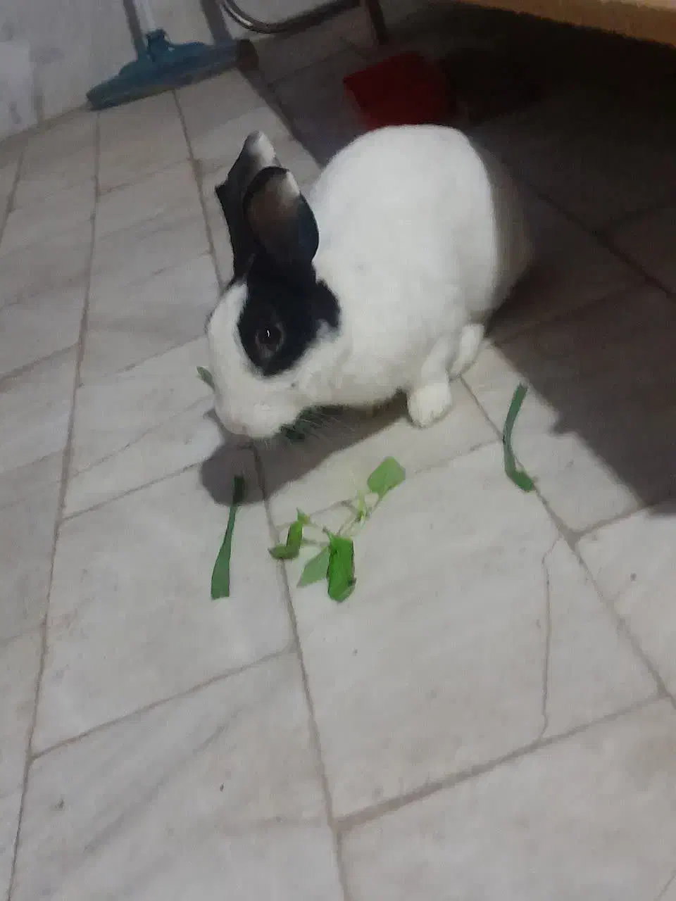 خرگوش دستی|موش و خرگوش|قم, باجک سه|دیوار