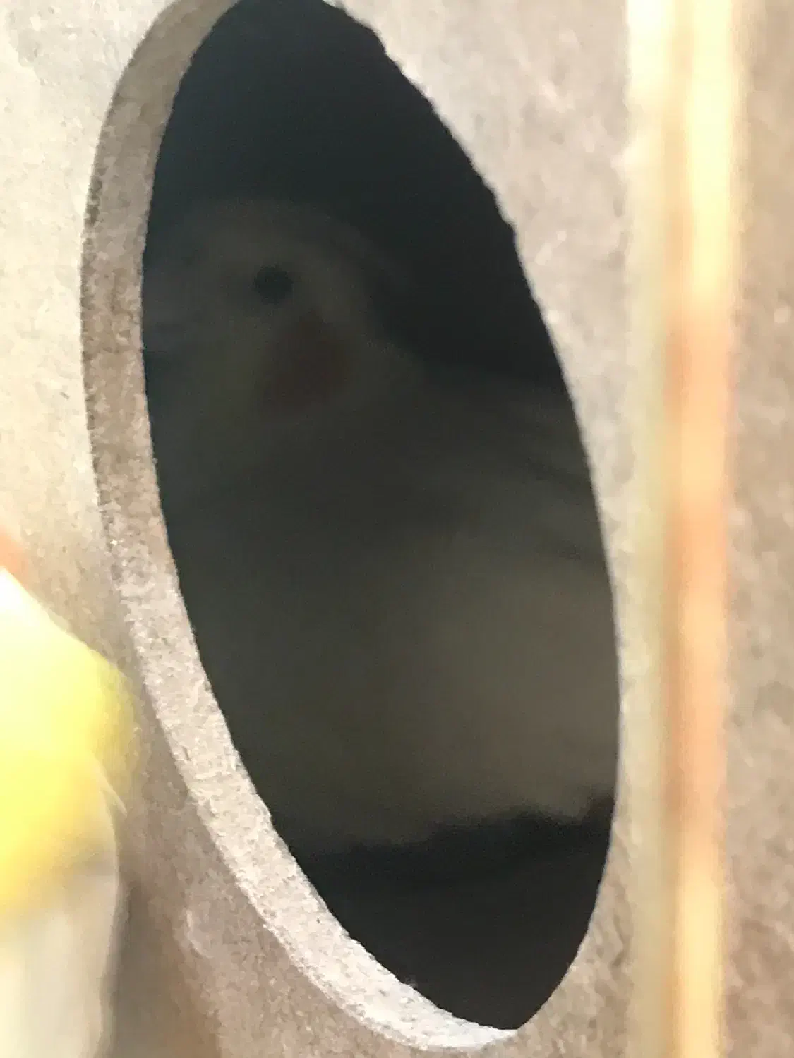 عروس هلندی جفت مولد|پرنده|قروه, |دیوار