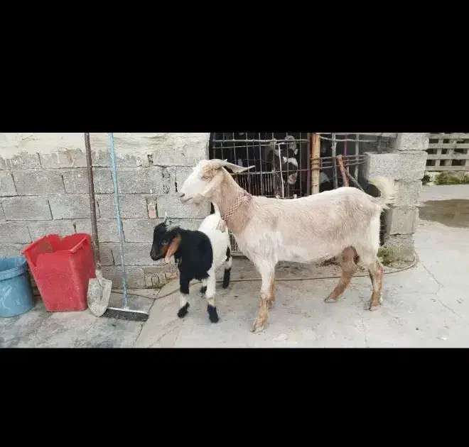 بز داشتی|حیوانات مزرعه|مسجد سلیمان, |دیوار