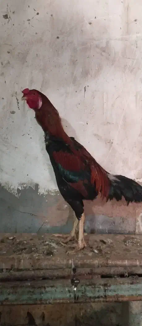 خروس|حیوانات مزرعه|اردکان, |دیوار