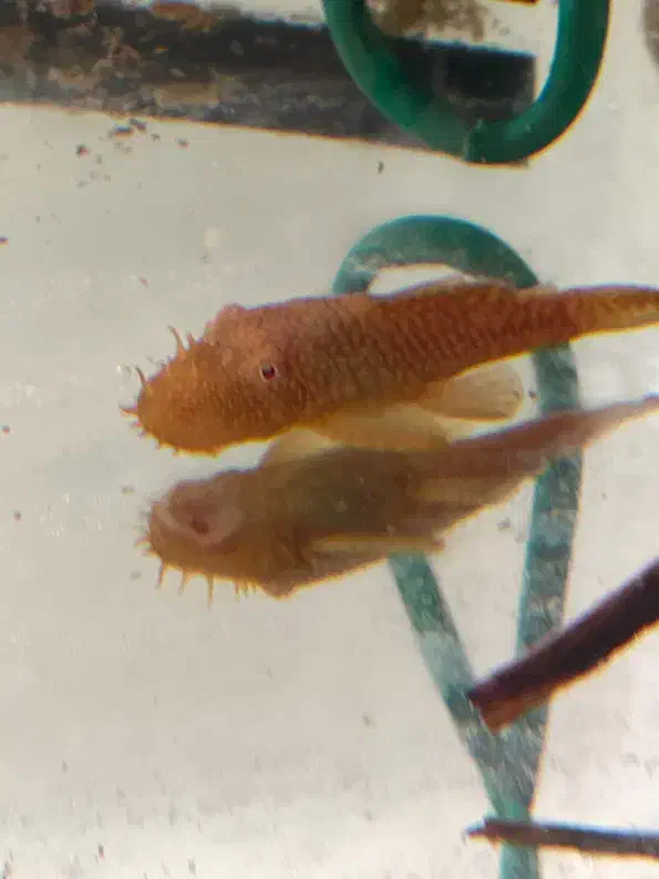 ماهی کت پوزبوته ای نرمعاوضه با کت پوزبوته ای ماده|ماهی|مرودشت, گندم|دیوار