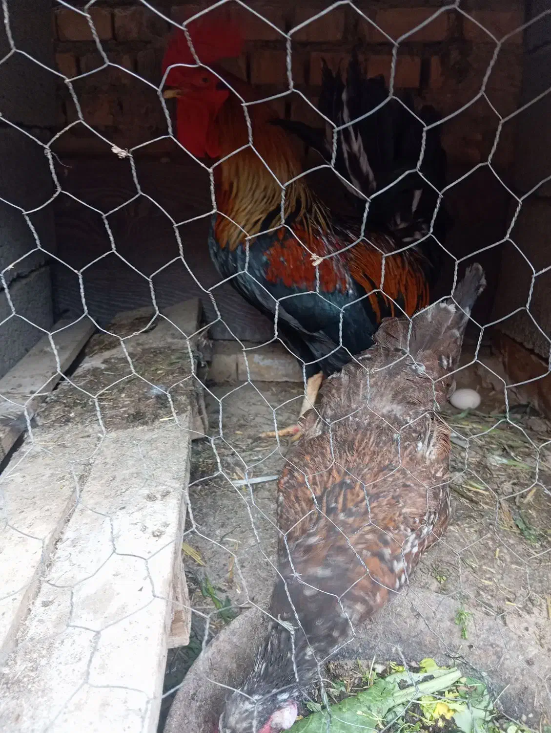 مرغ و خروس وچندتا جوجه|حیوانات مزرعه|شادگان, |دیوار