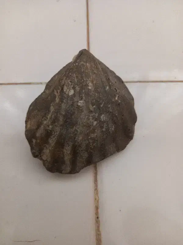 فسیل|کلکسیون اشیاء عتیقه|مشهد, سیس‌آباد|دیوار