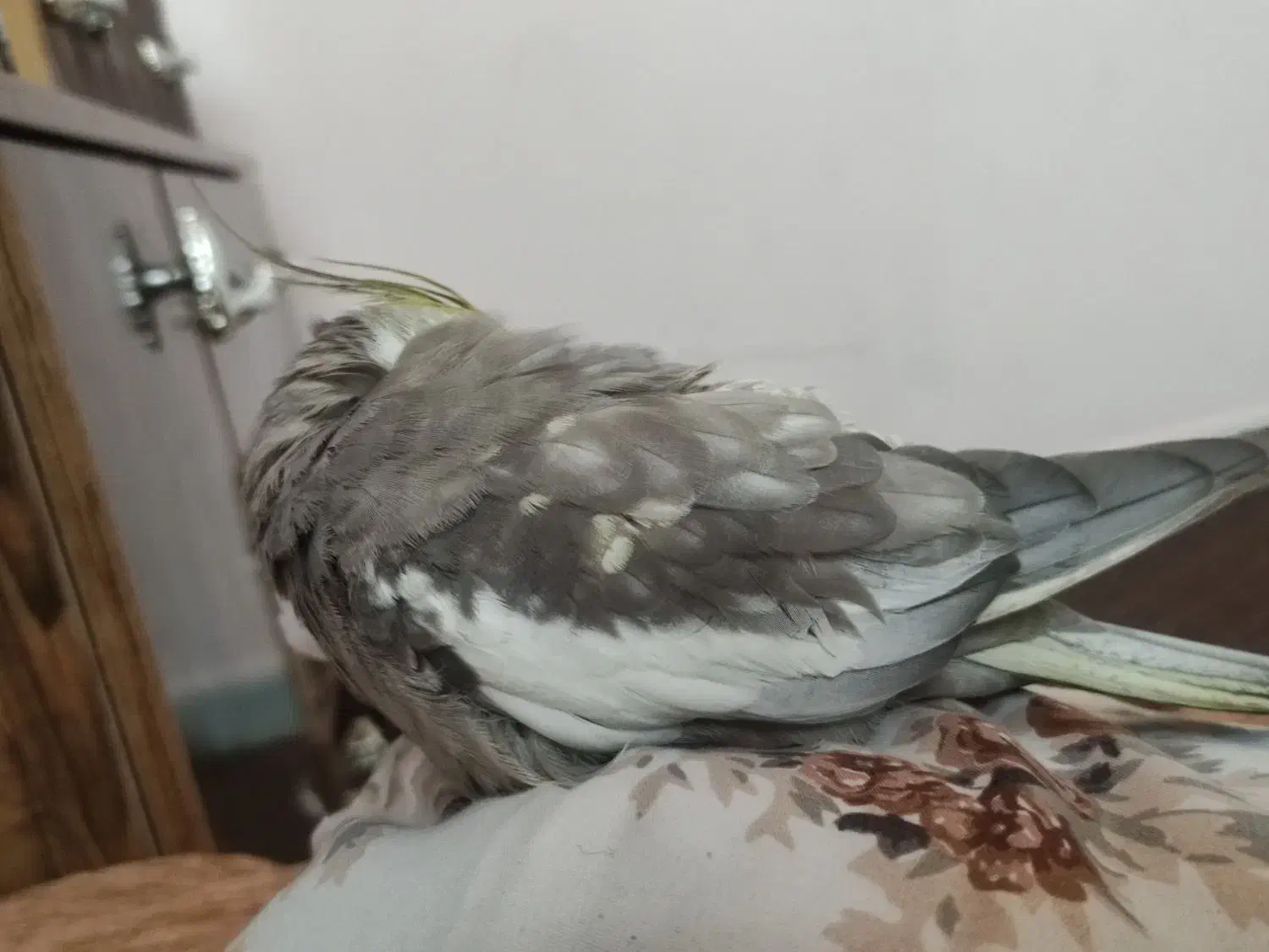 گمشده|حیوانات|رفسنجان, |دیوار