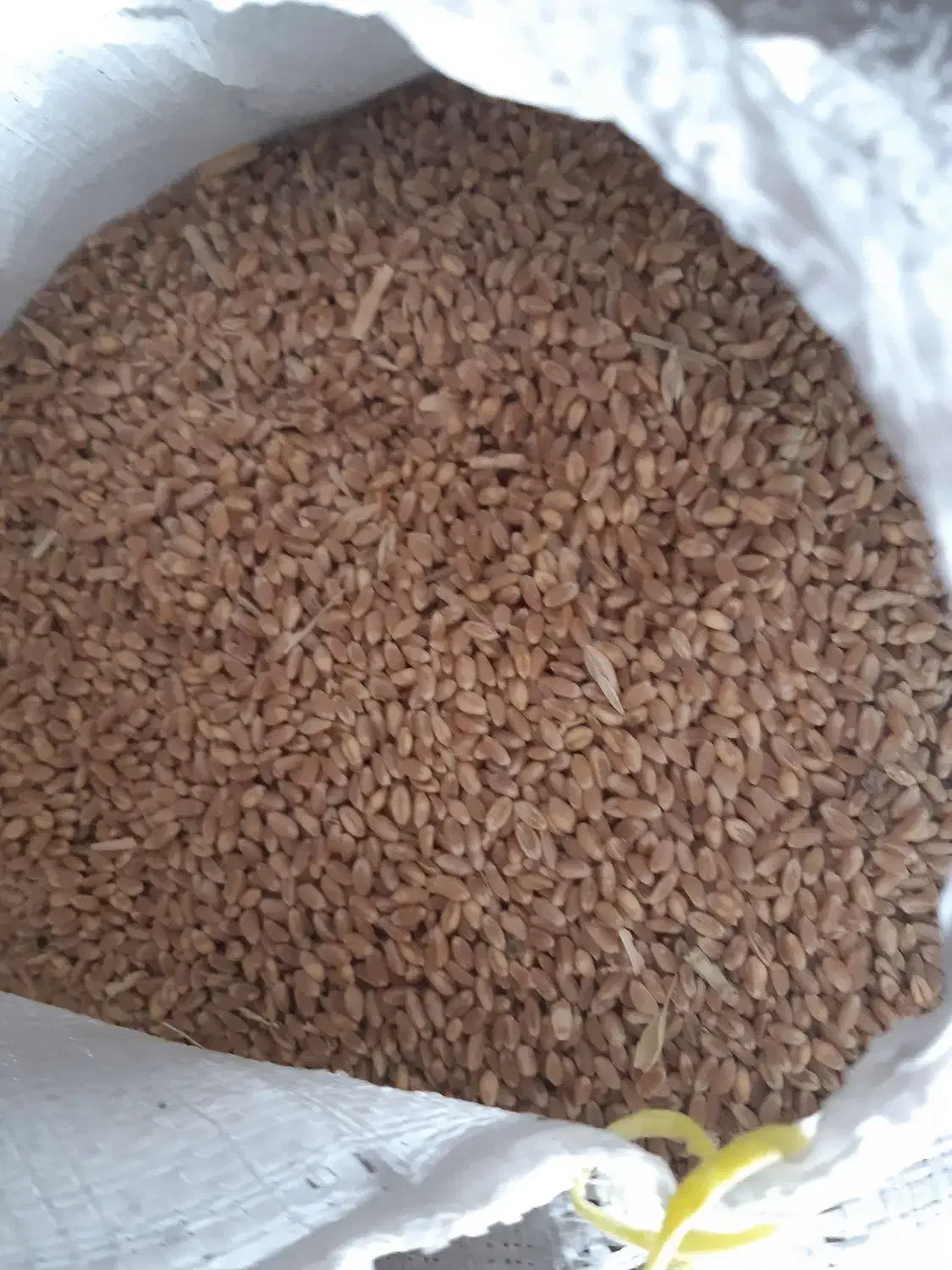 فروش گندم|خدمات باغبانی و درختکاری|مرند, |دیوار