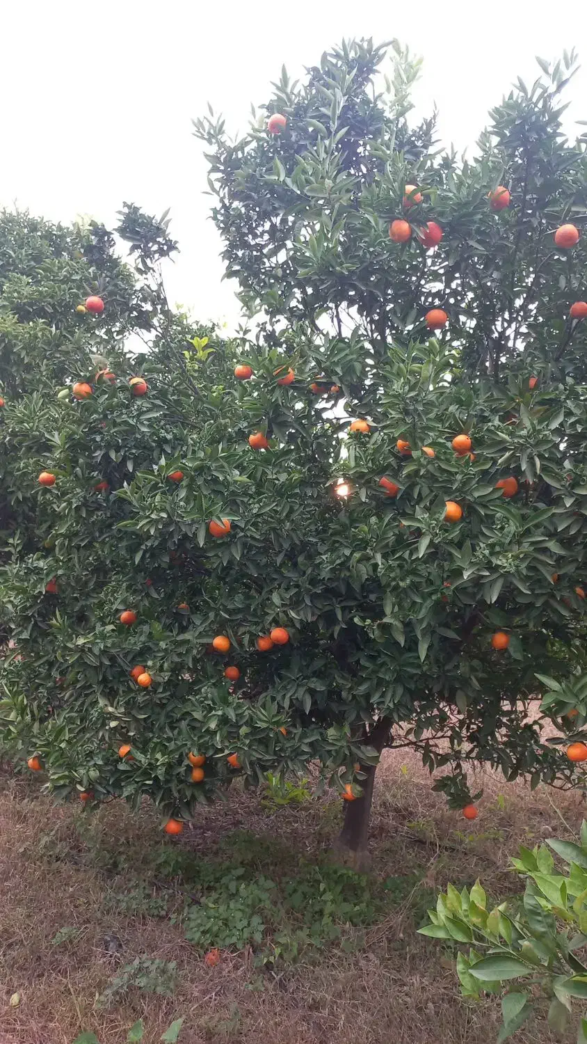 نارنگی پیچ|خوردنی و آشامیدنی|ارطه, |دیوار