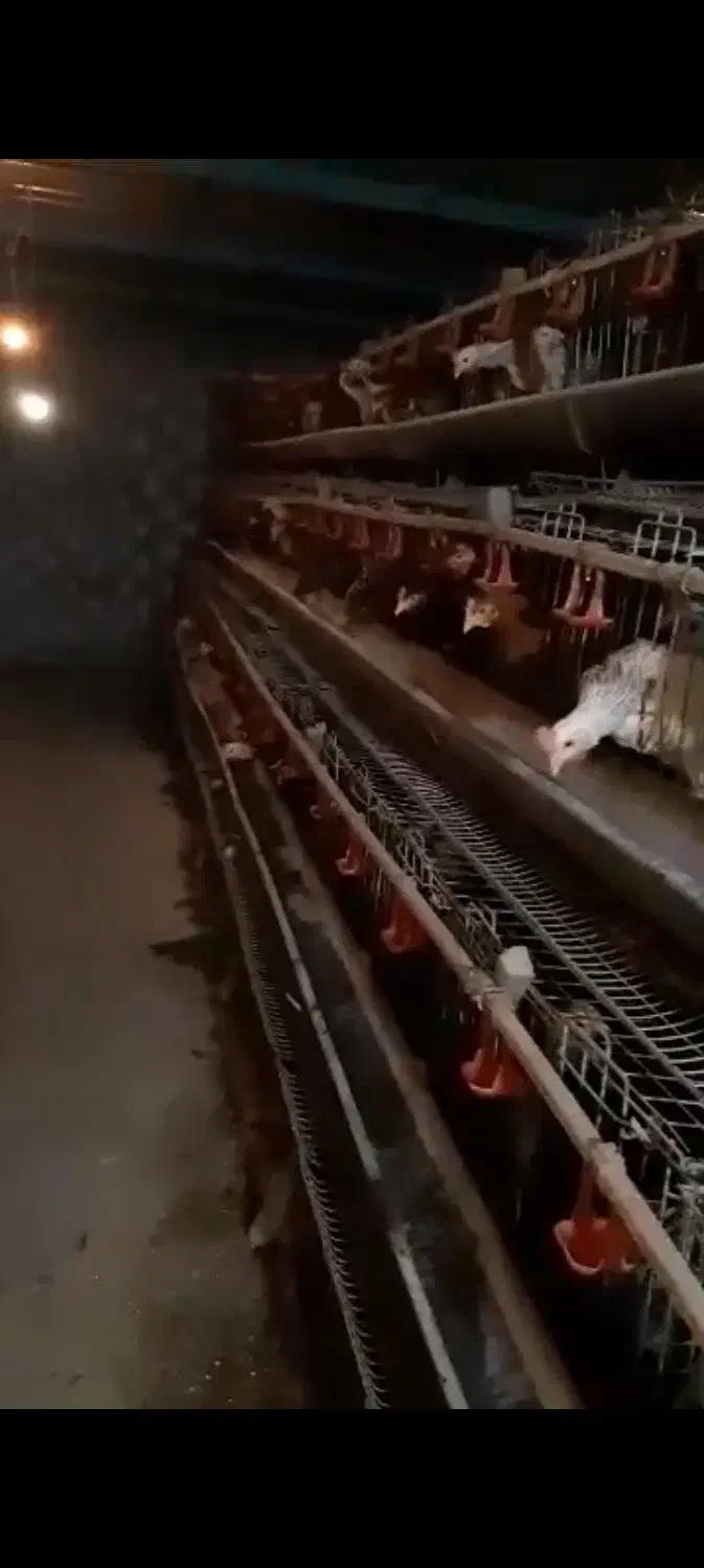 قفس منبری مرغ تخمگذار اندازه ۵۰۰ عدد قیمت توافقی|لوازم جانبی حیوانات|امیرکلا, |دیوار