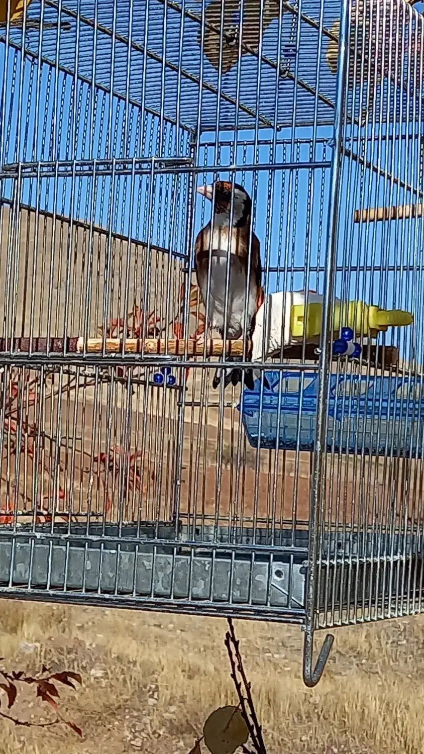 سهره|پرنده|موچش, |دیوار