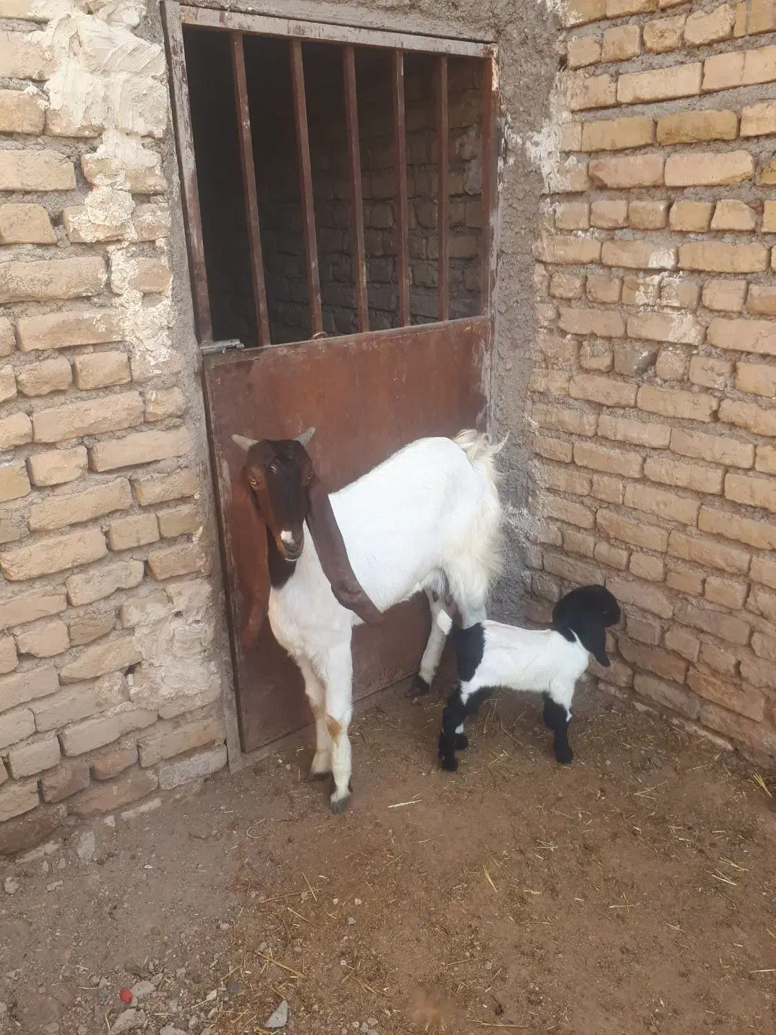 بز شیرا|حیوانات مزرعه|سلیمان, |دیوار