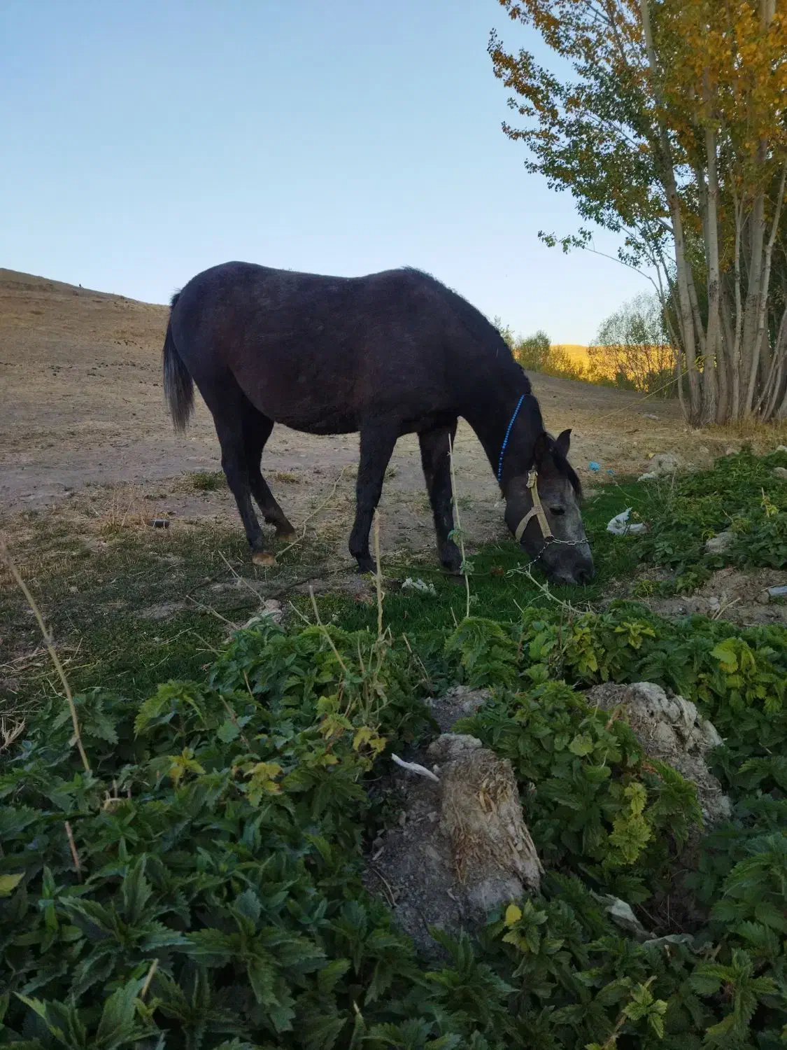 مادیان اسب|اسب و تجهیزات اسب‌سواری|تخت سلیمان, |دیوار
