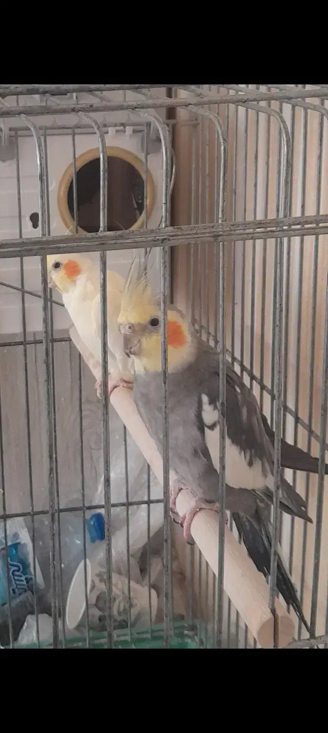 یک جفت عروس هلندی|پرنده|فیروزکوه, |دیوار