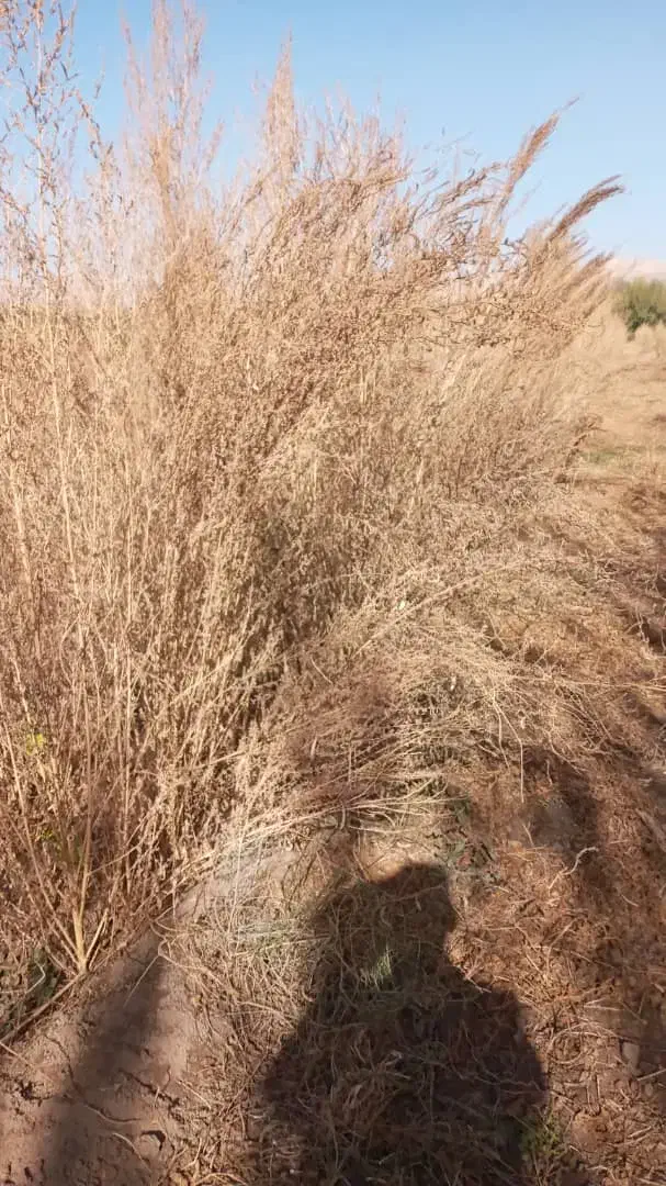 فروش جارو|لوازم نظافت|نهاوند, |دیوار