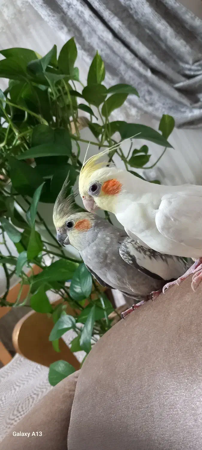 یک جفت عروس هلندی|پرنده|پردیس, فاز ۸|دیوار