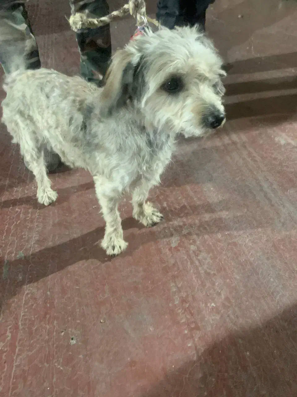 حیوان خانگی|سگ|دلیجان, |دیوار