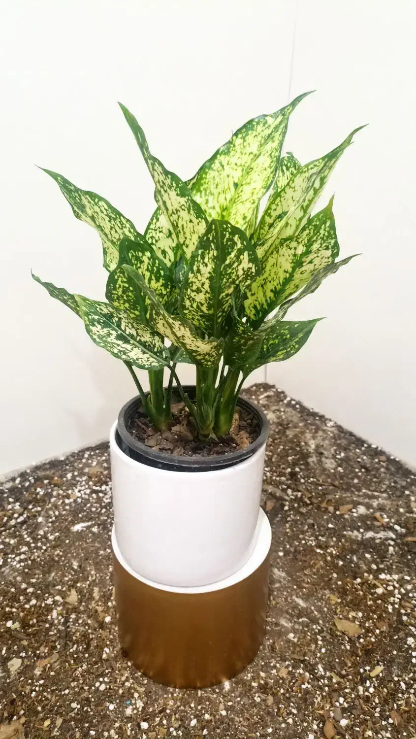 گل و گلدون /تاپر چوبی|گل و گیاه طبیعی|شاهین‌شهر, عطار|دیوار