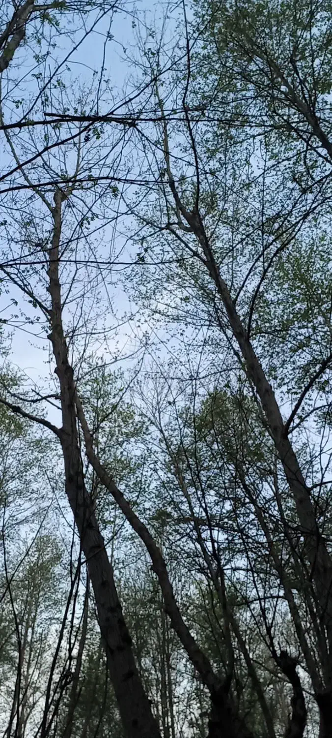 نیاز به کار در منزل دارم|فعالیت داوطلبانه|ساری, |دیوار