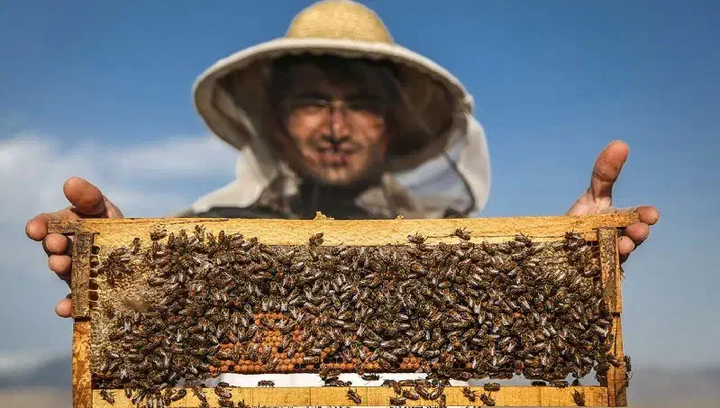 عسل طبیعی چهل چشمه روستای دەرەوزان|خوردنی و آشامیدنی|دیواندره, |دیوار
