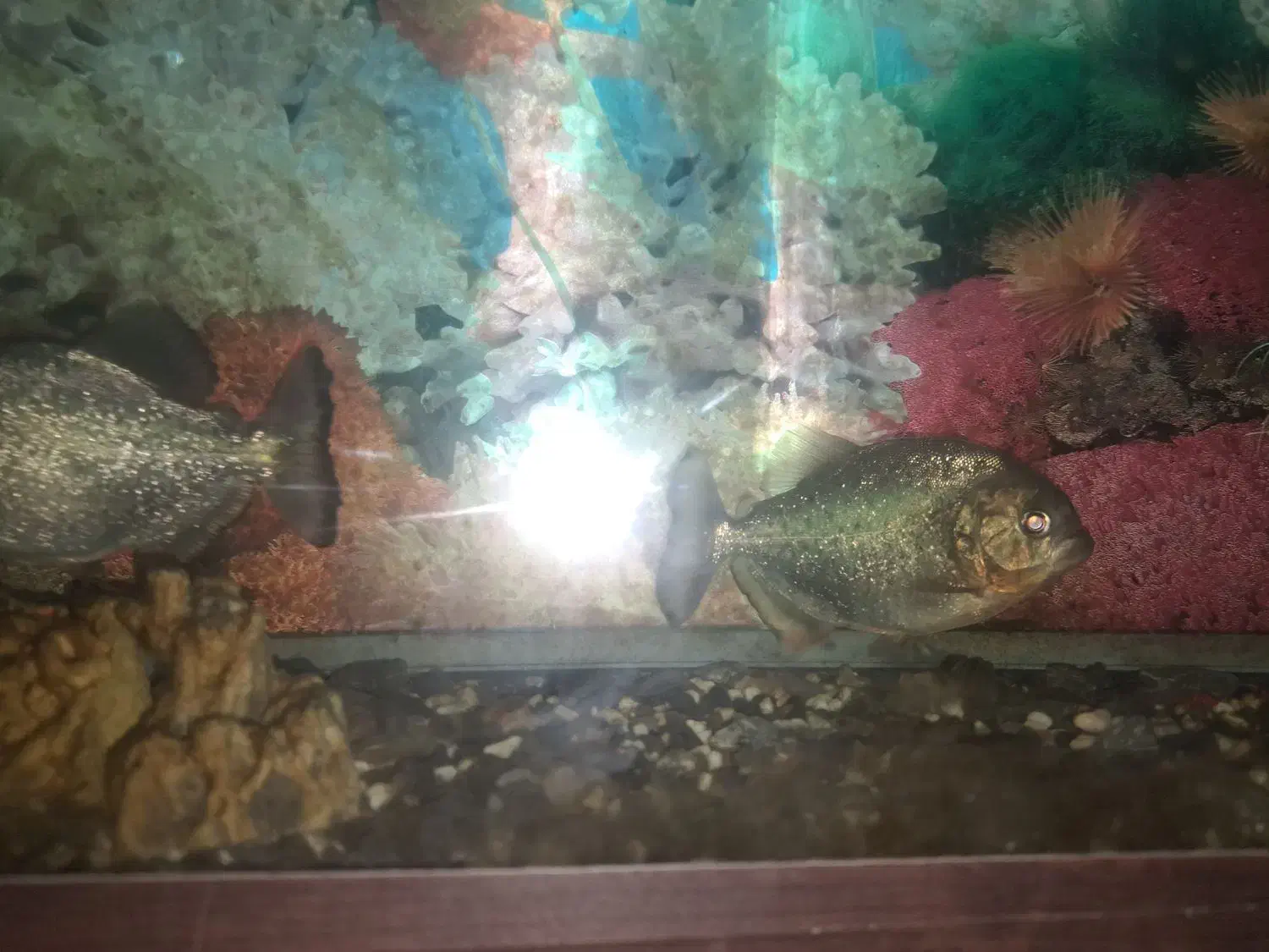 پیرانا رد بلی و الماسی|ماهی|مهاجران, |دیوار