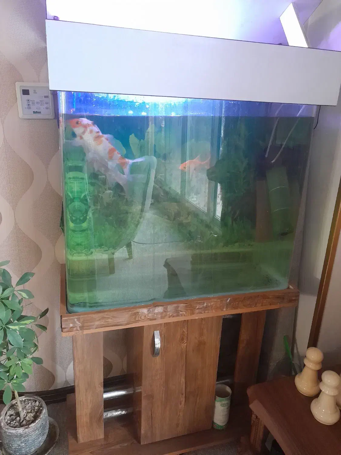 آکواریوم و ماهی|ماهی|تهران, دروس|دیوار