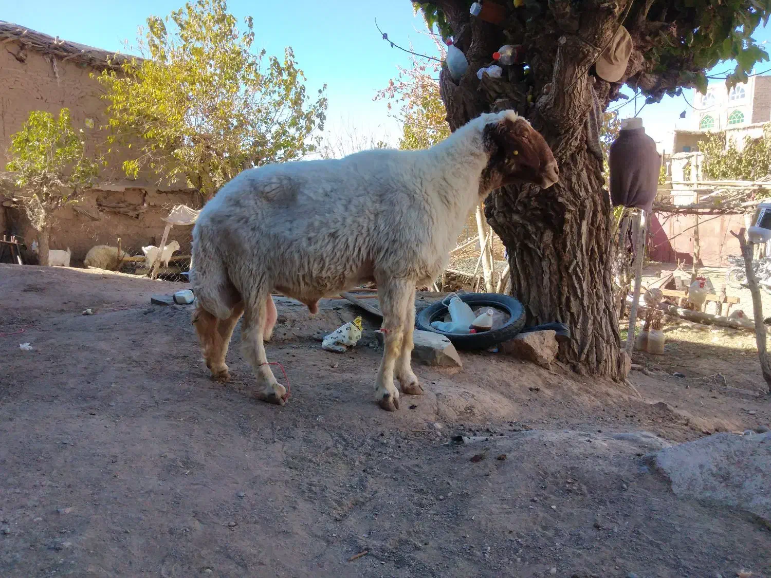 حیوانات مزارع|حیوانات مزرعه|کوهسرخ, |دیوار