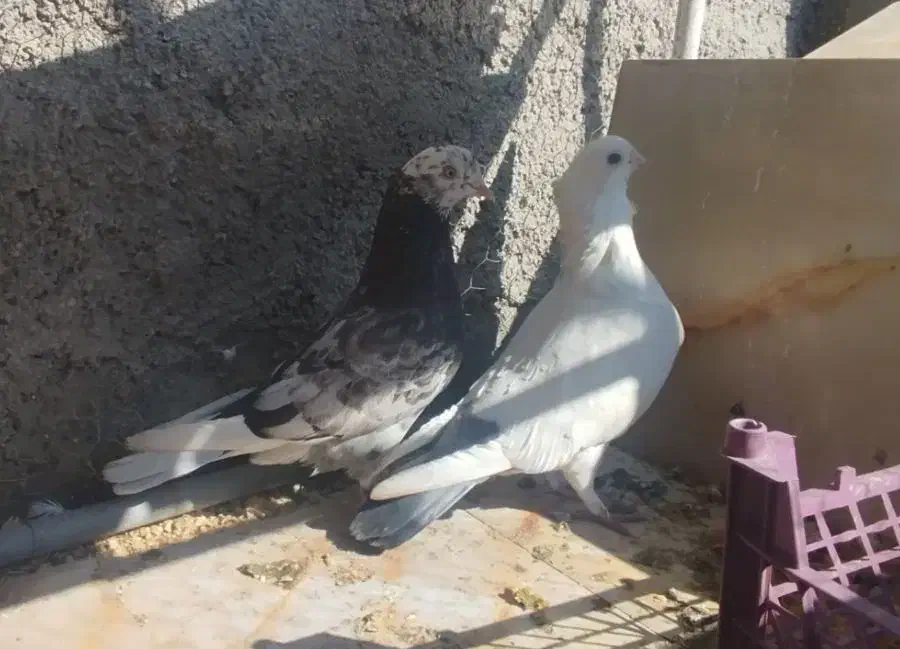 کبوتر|پرنده|یزد, |دیوار