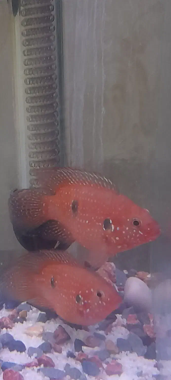 جفت ماهیجوئل|ماهی|تهران, شهرک شریعتی|دیوار