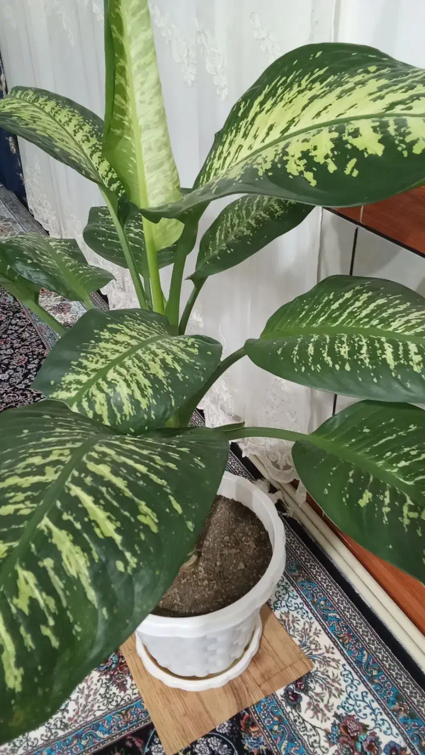 ۴گل دلفین به فروش می رسد|گل و گیاه طبیعی|پیر سلیمان, |دیوار