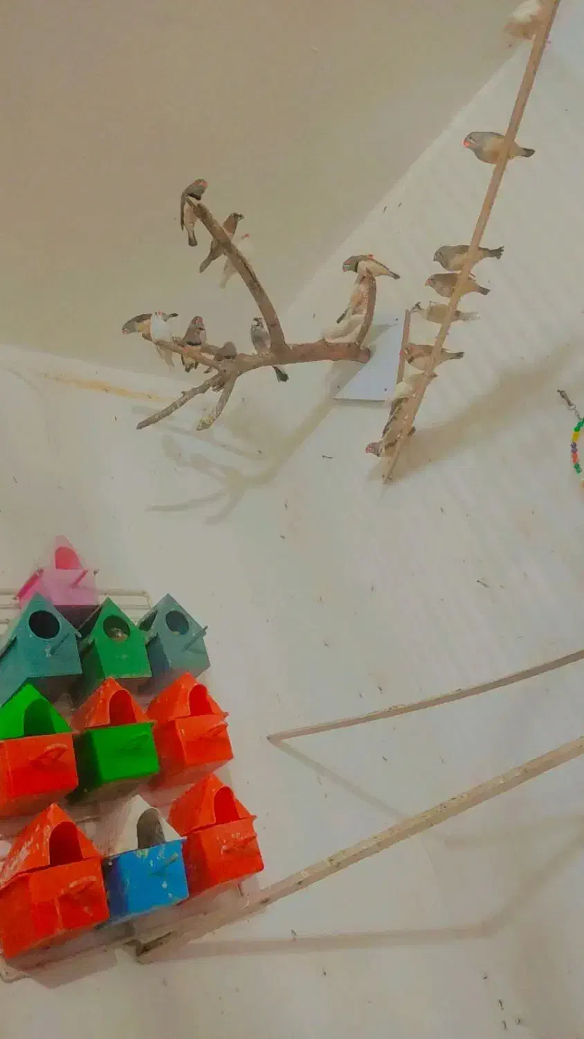 فنج جفت|پرنده|خمام, |دیوار