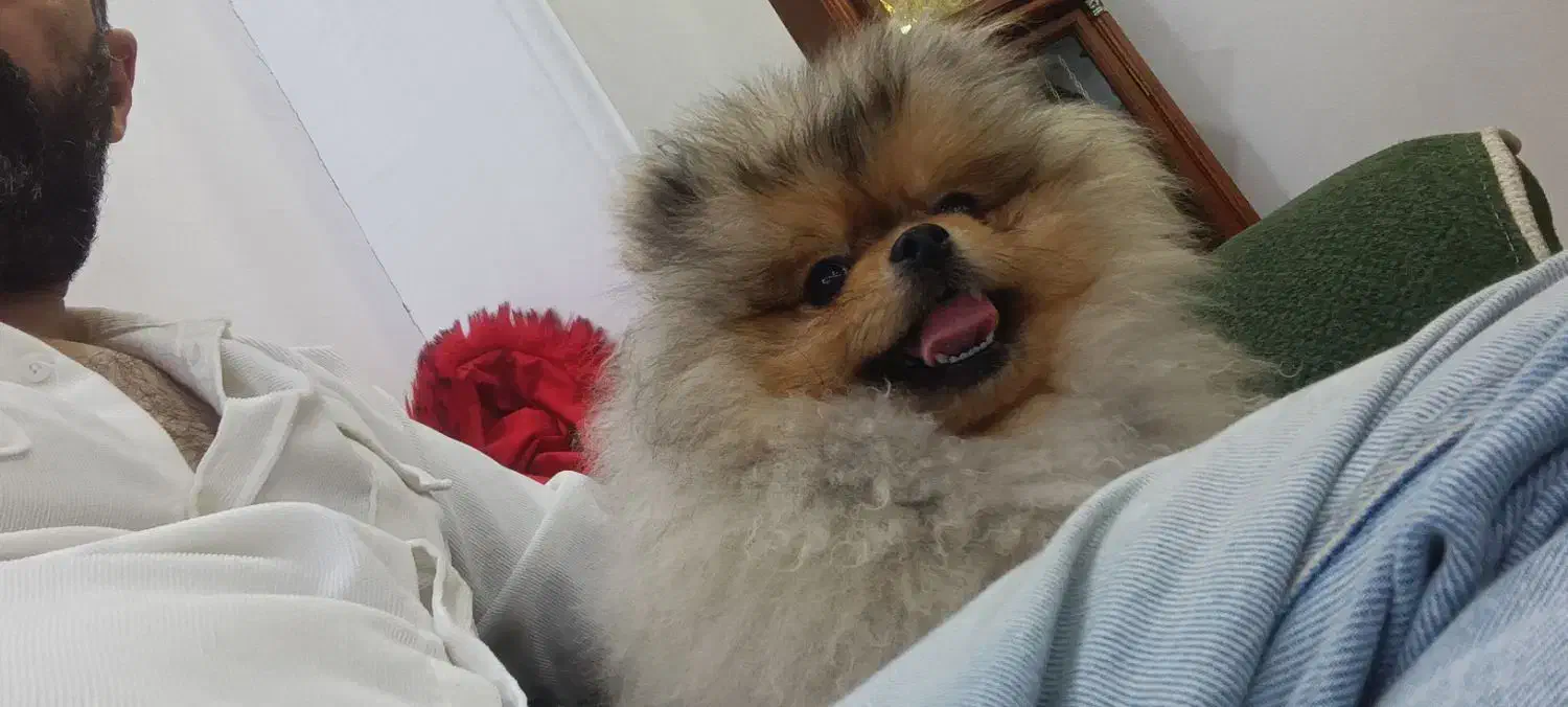 پامر|سگ|رشت, جهاد|دیوار