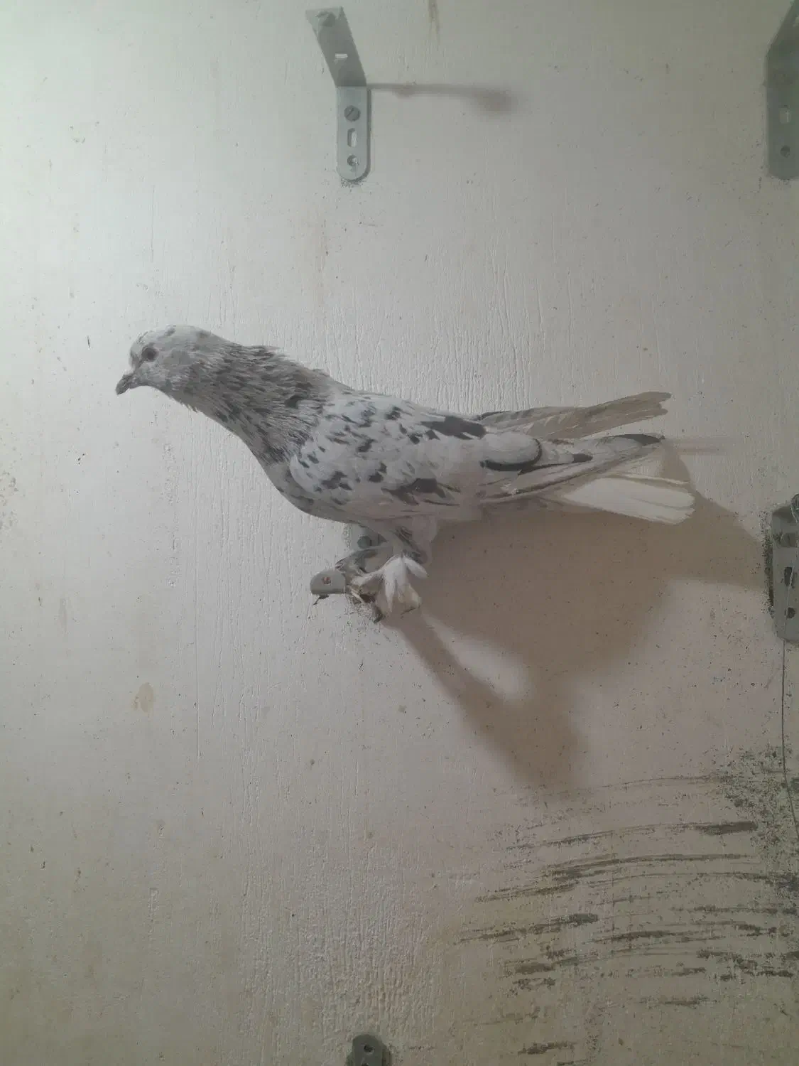 کبوتر فروشی|پرنده|شیراز, شهرک رضوان|دیوار