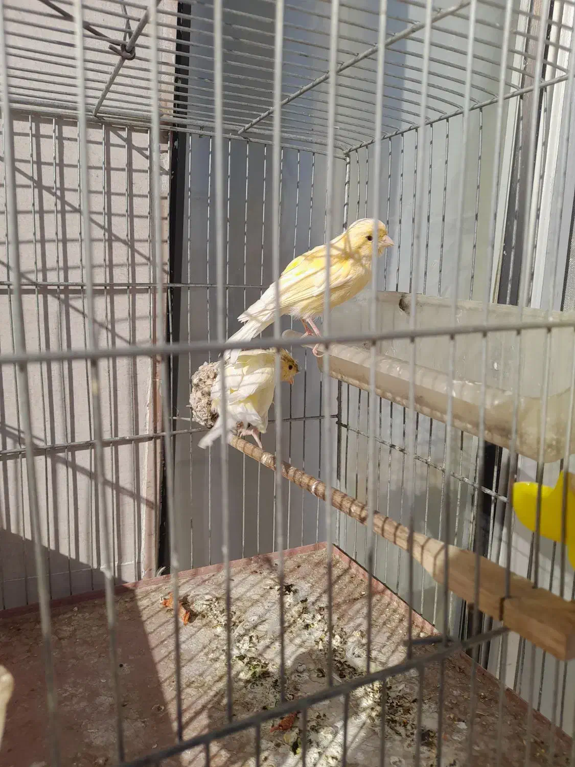 قناری نروماده|پرنده|کنگاور, |دیوار