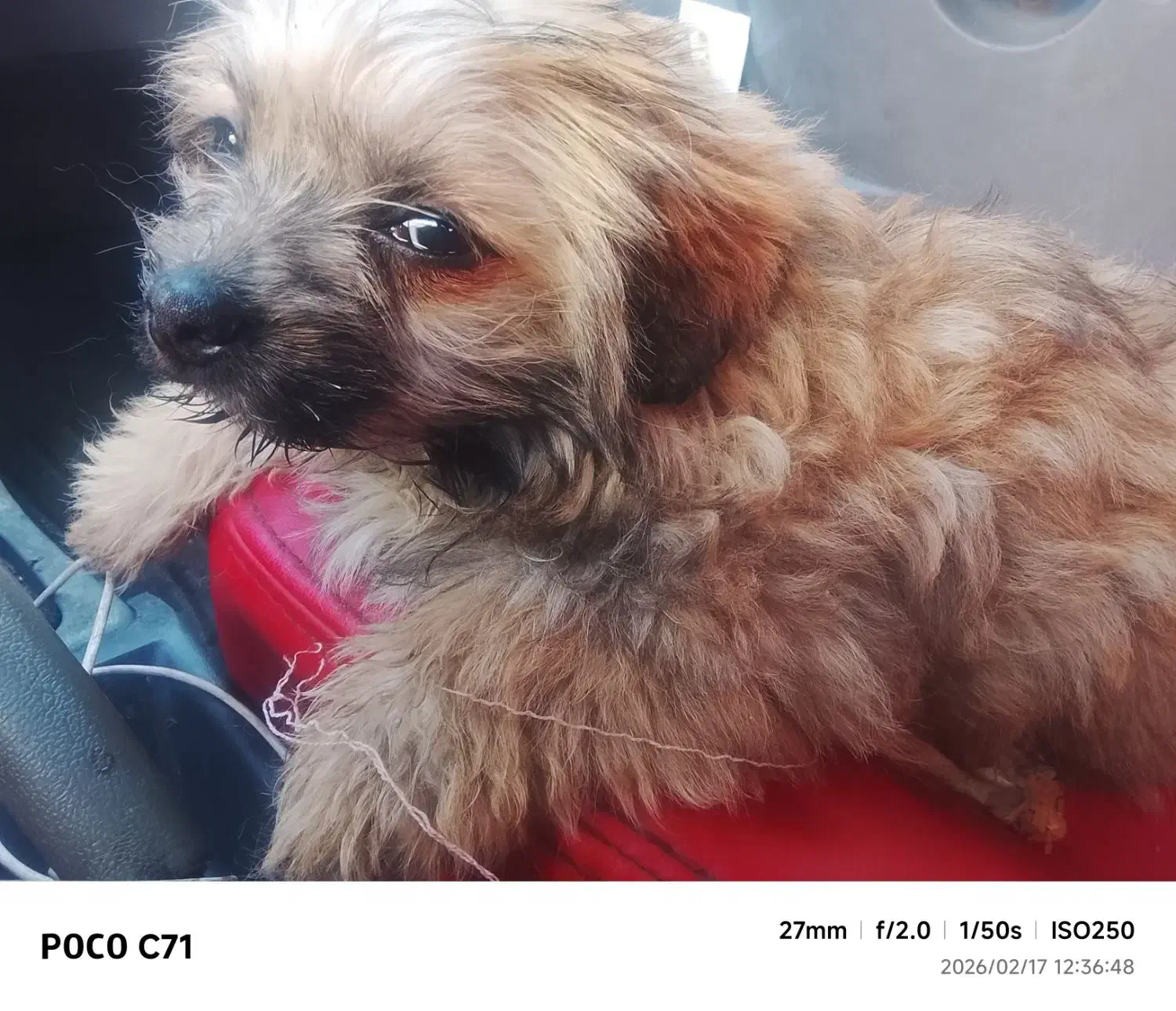 توله سگ|سگ|مشهد, یاس|دیوار