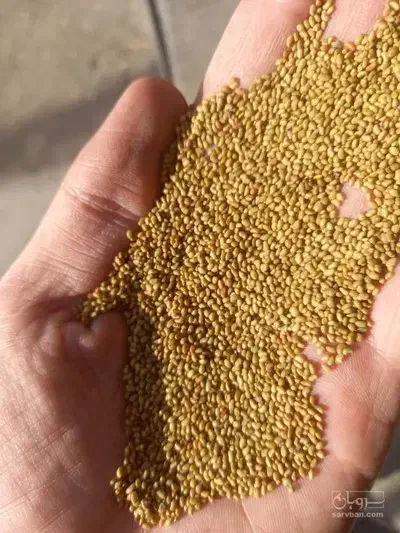 بذر یونجه ساقه کلفت|گل و گیاه طبیعی|پارس‌آباد, |دیوار