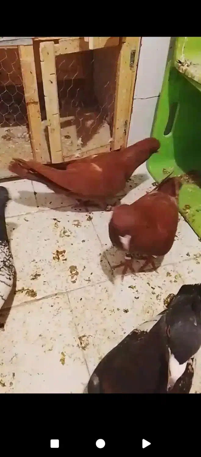 یک جفت قره طاوسی|پرنده|قرچک, امین آباد|دیوار