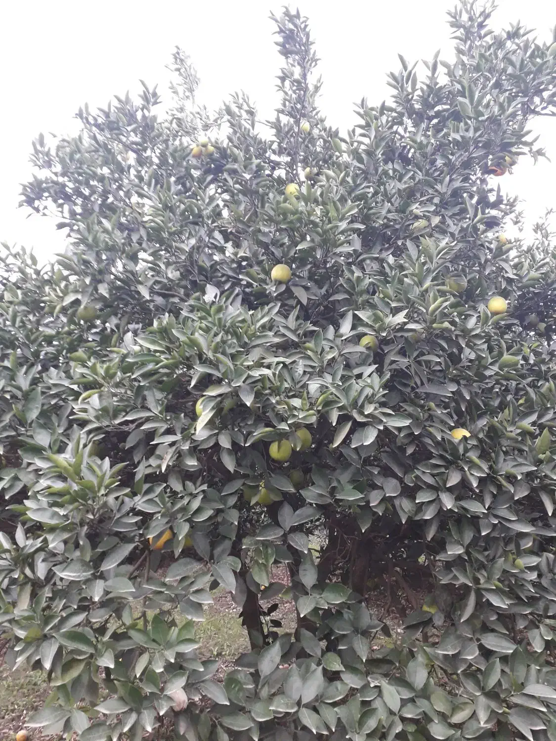 پرتقال تامسون پوست نازک|خوردنی و آشامیدنی|نوکنده, |دیوار