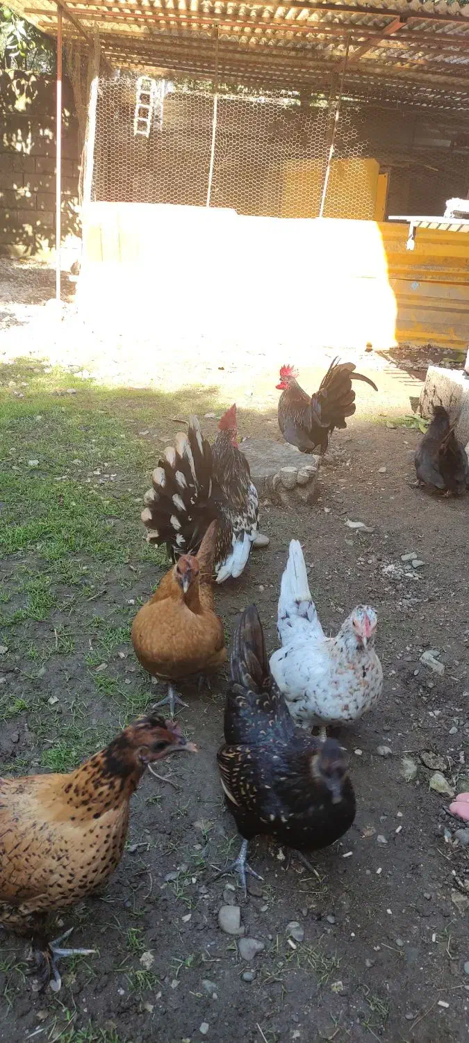 مرغ و خروس چینی خیلی قشنگ و سالم رامسر سادات شهر|حیوانات مزرعه|کتالم و سادات شهر, |دیوار