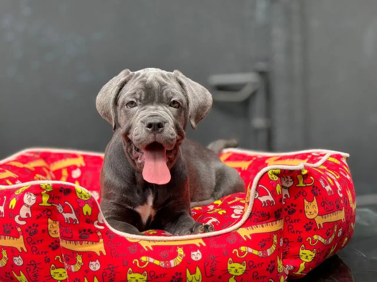 کین کورسو|سگ|تهران, پردیسان|دیوار