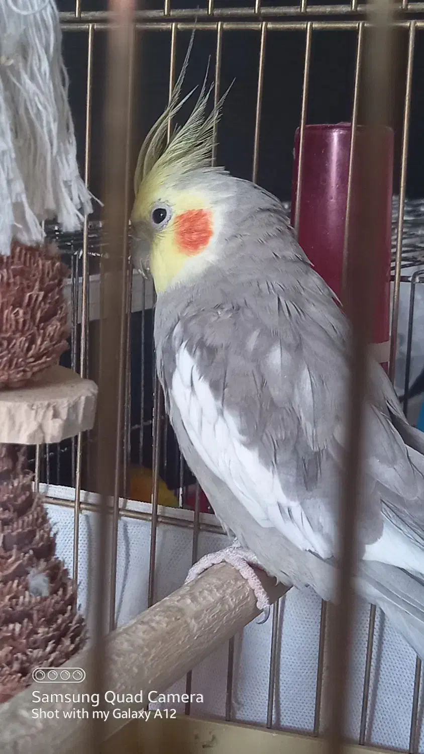 یک جفت عروس هلندی|پرنده|قم, بنیاد|دیوار