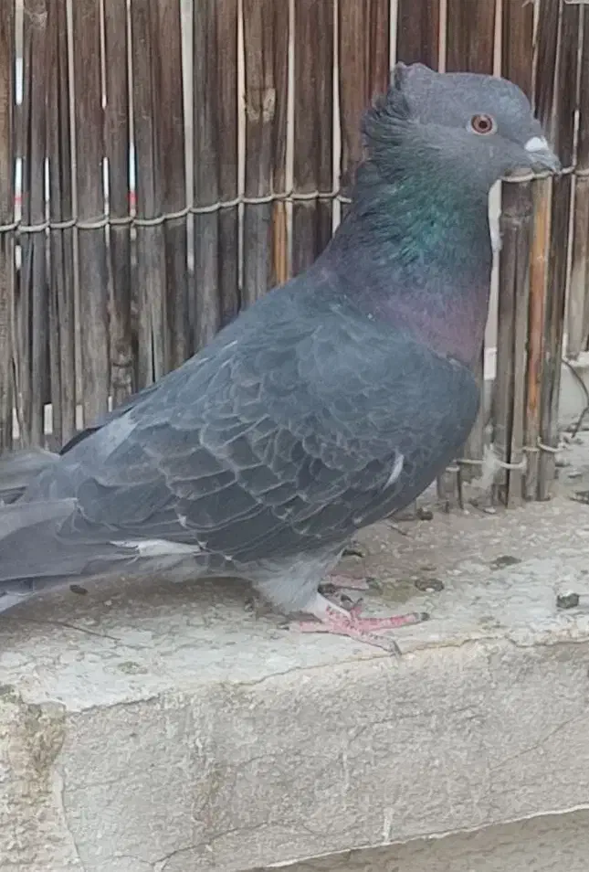 کفتر کبوتر|پرنده|تهران, سنائی|دیوار