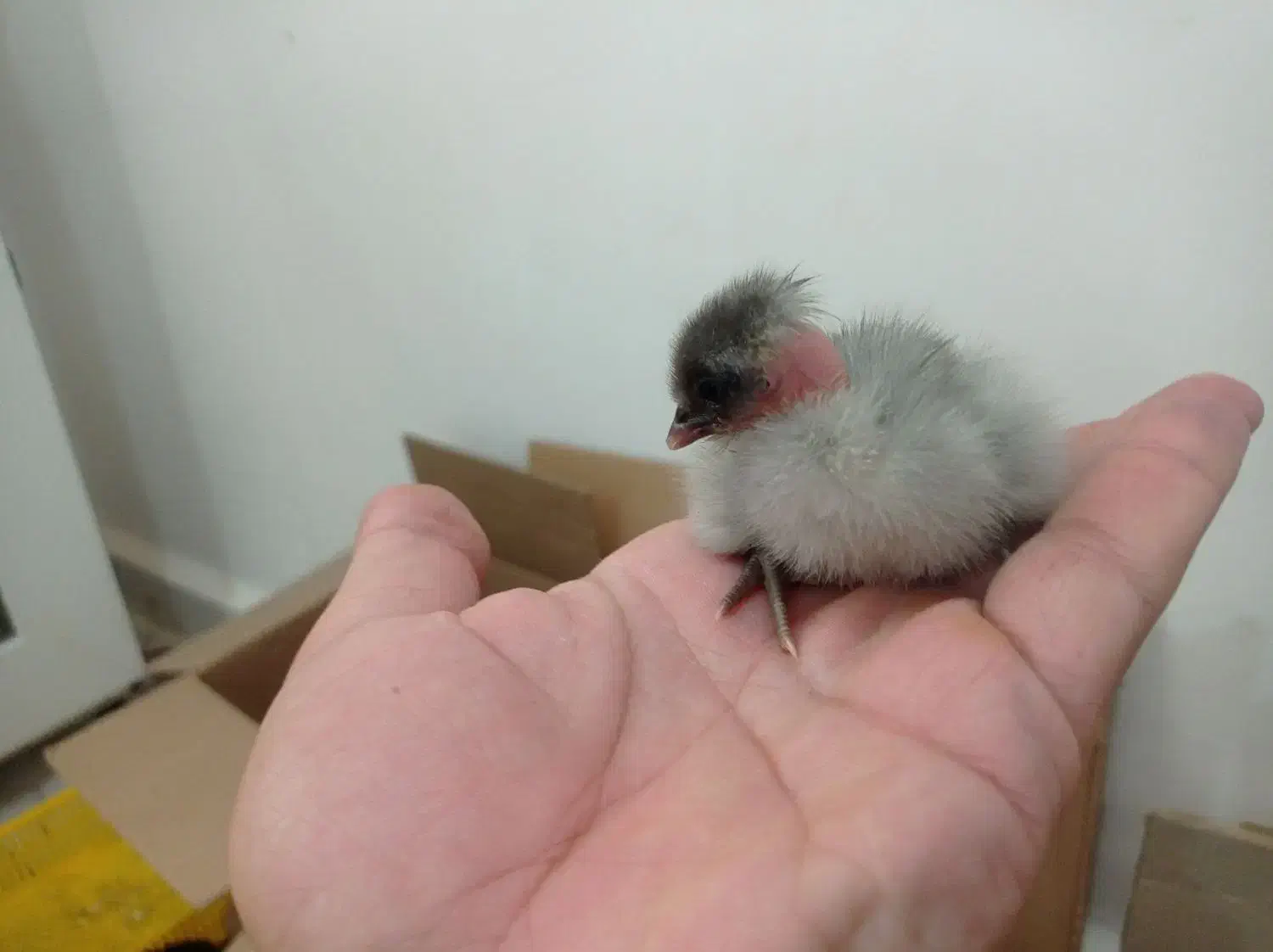 جوجه محلی عربی|حیوانات مزرعه|رامشیر, |دیوار