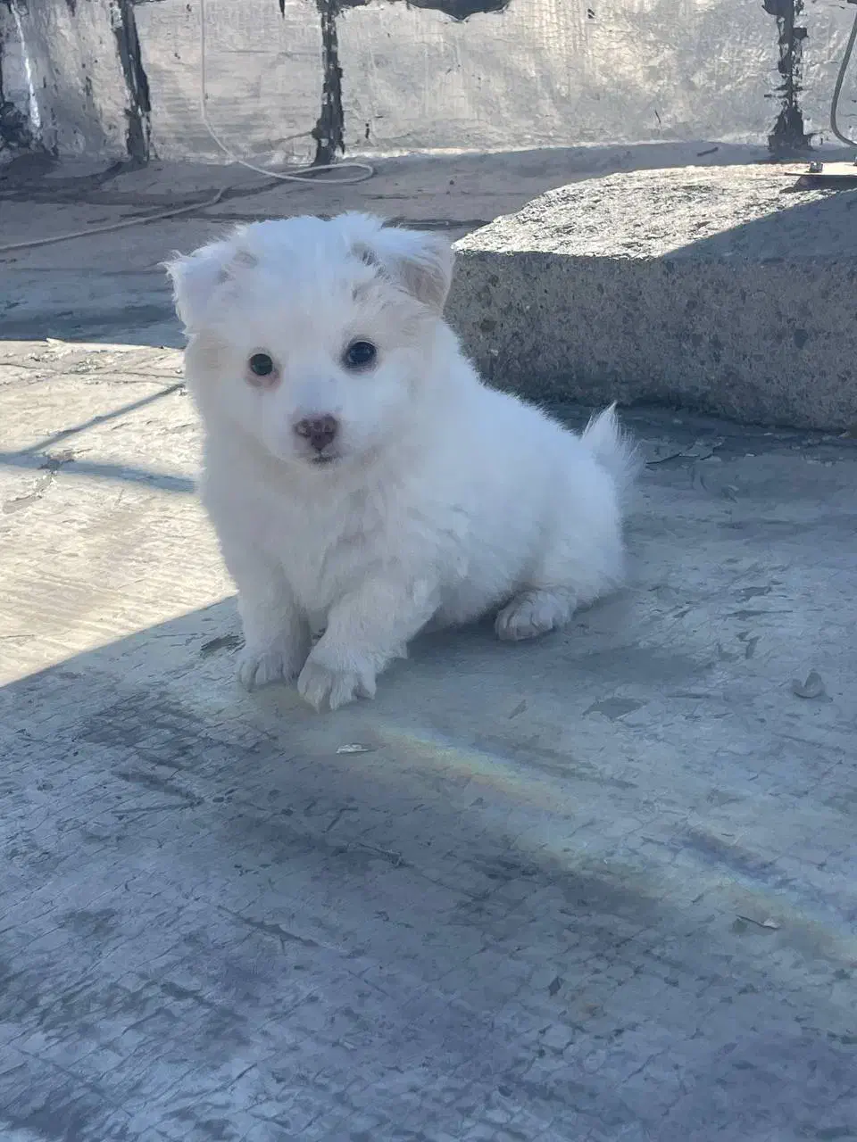 پامر روباهی دوماهه شناسنامه دار  .واکسینه.|سگ|اردبیل, |دیوار